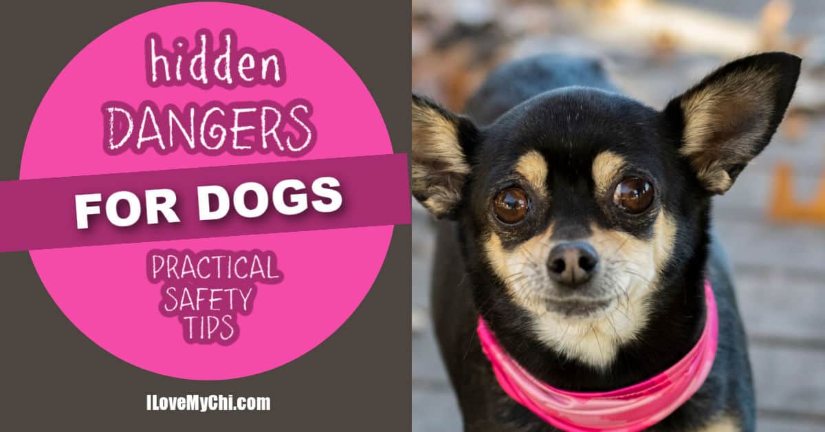 Are Head Collars On Dogs Dangerous Or Safe