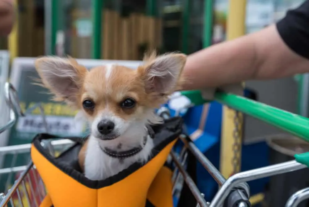 chihuahua in shopping cart 