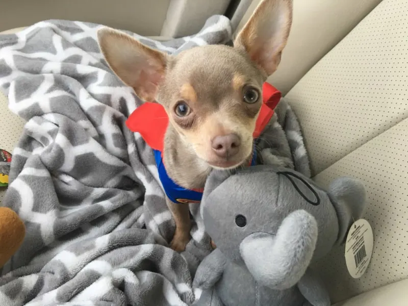 chihuahua with toy looking up