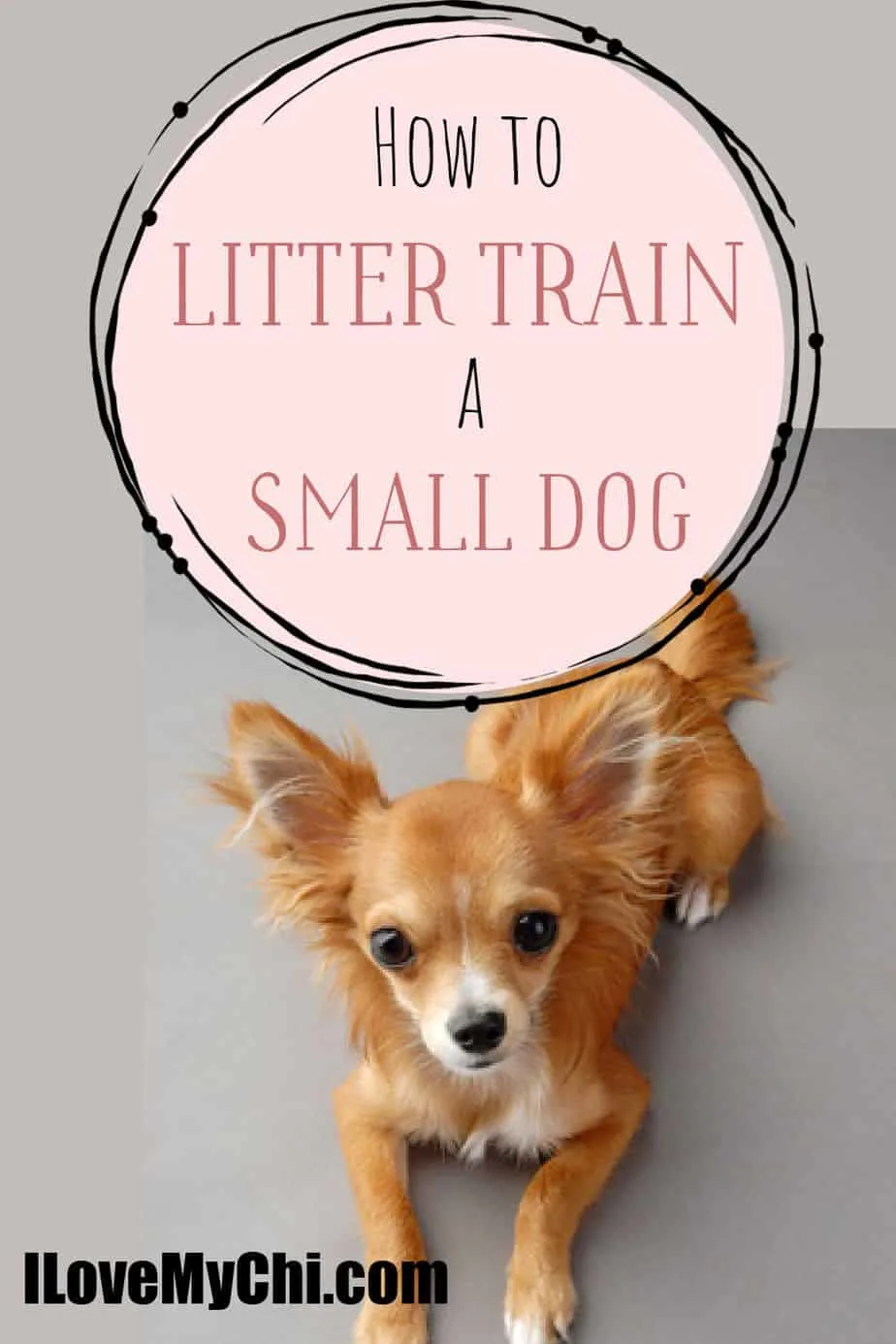 Train dog to 2024 use litter box