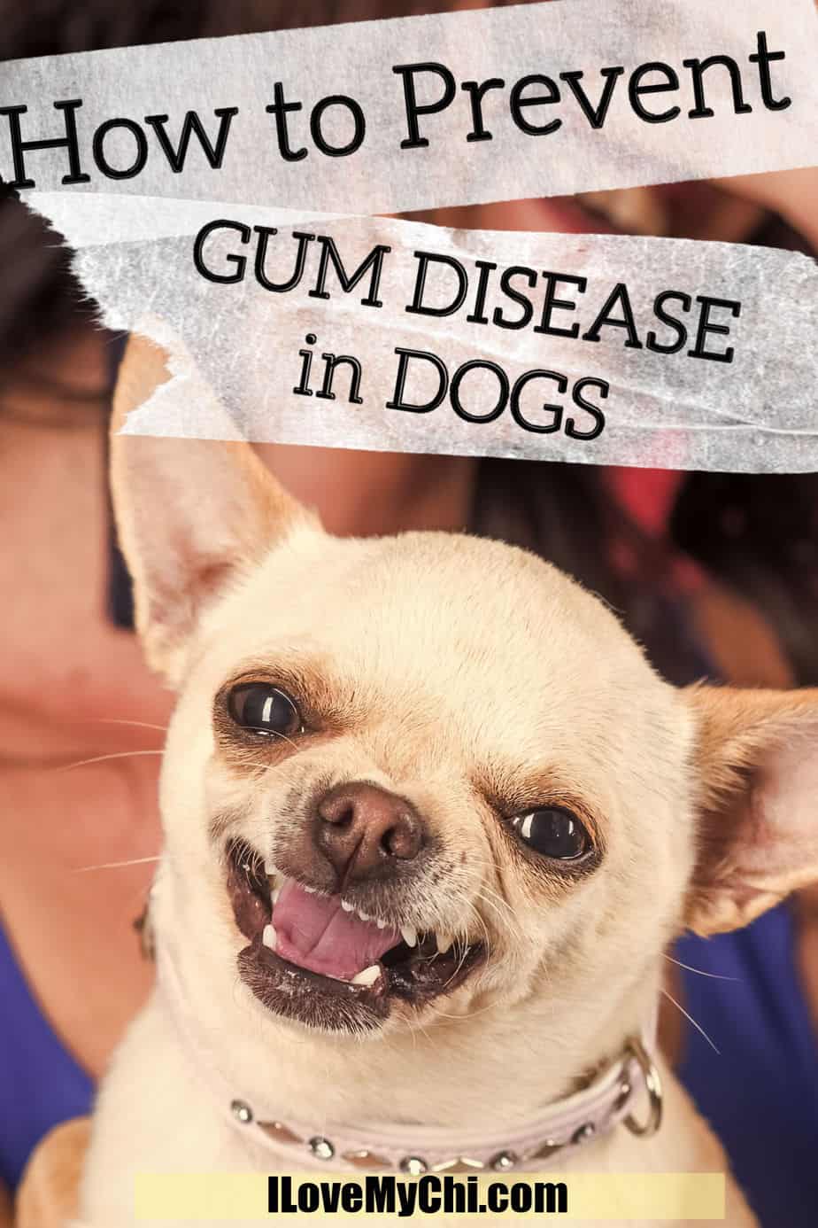 How to Prevent Gum Disease in Dogs I Love My Chi