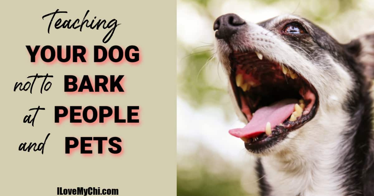 how do i teach my dog to bark at strangers