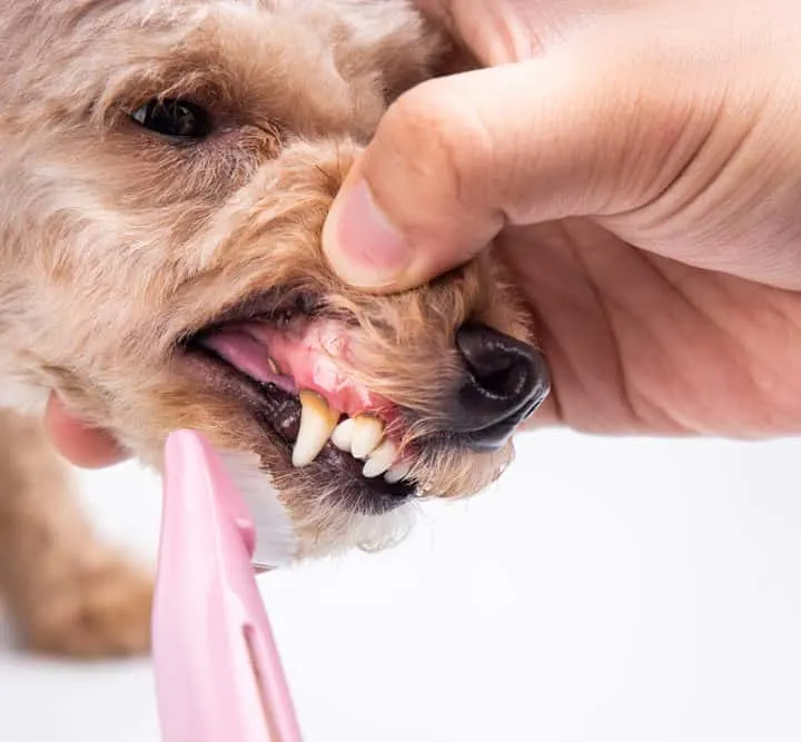 vet brushing dog's gums