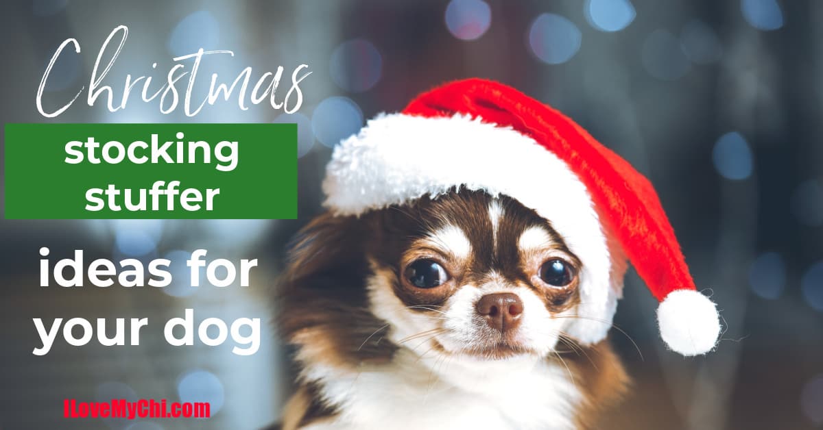 Dog best sale stocking fillers