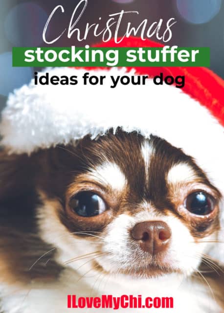 Christmas Stocking Stuffer Ideas for Your Small Dog - I Love My Chi