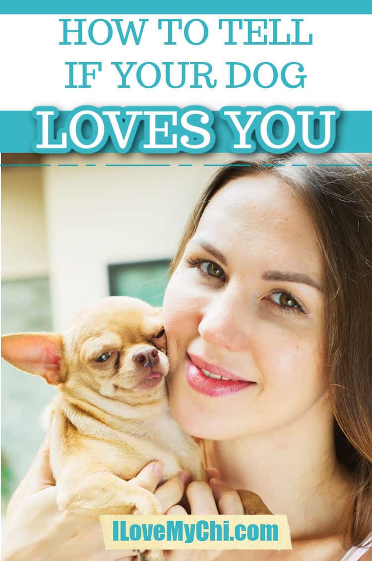 how can you tell if a dog loves you