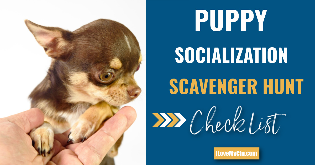 Puppy Socialization Scavenger Hunt Check List 1