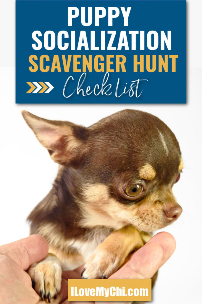 Puppy Socialization Scavenger Hunt Check List