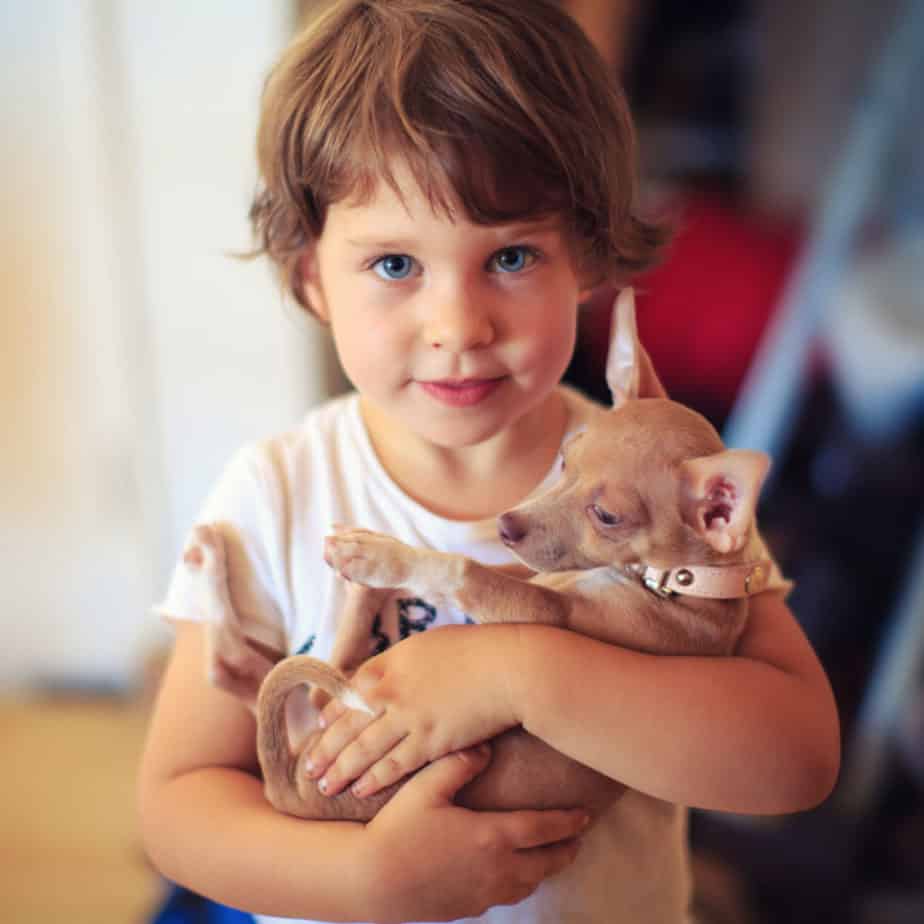 child holding chihuahua 