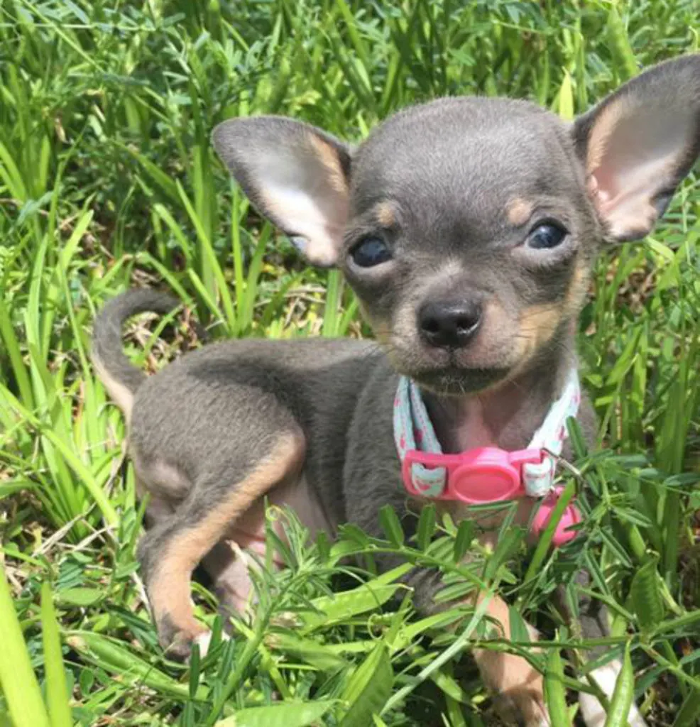 grey puppy in grass