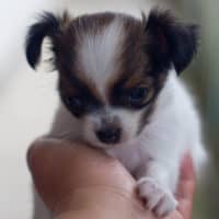 Hand holding tiny black and white chihuahua puppy.