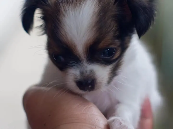Hand holding tiny black and white chihuahua puppy.
