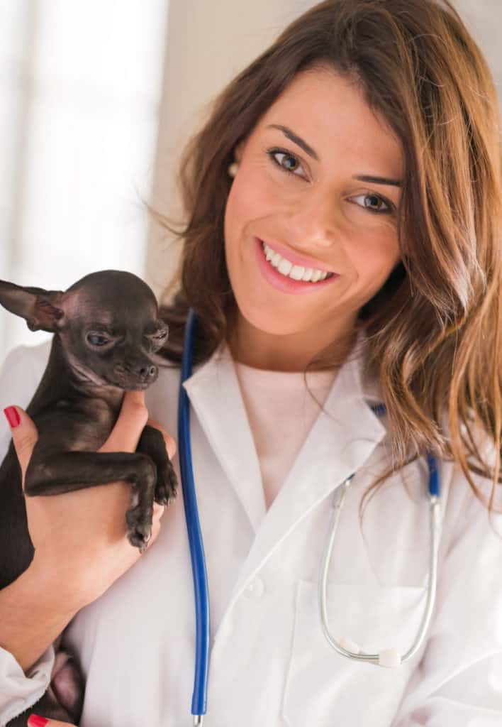 smiling female veterinarian holding chihuahua dog.