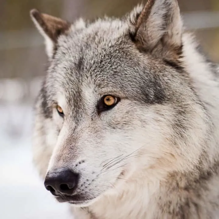 closeup of wolf face