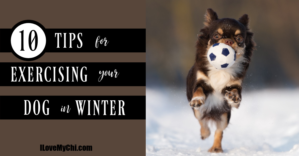 how can i exercise my dog in the winter