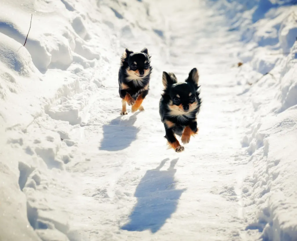 2 Chihuahuas running in snow.