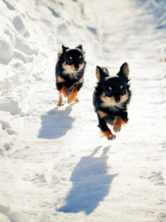 2 Chihuahuas running in snow