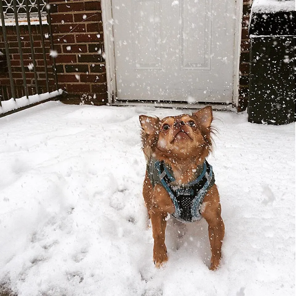 Red Chihuahua in snow looking up watching snowflakes fall.