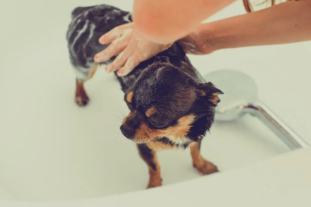 black and tan chihuahua getting bath