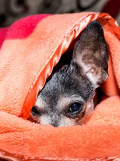elderly chihuahua under orange blanket