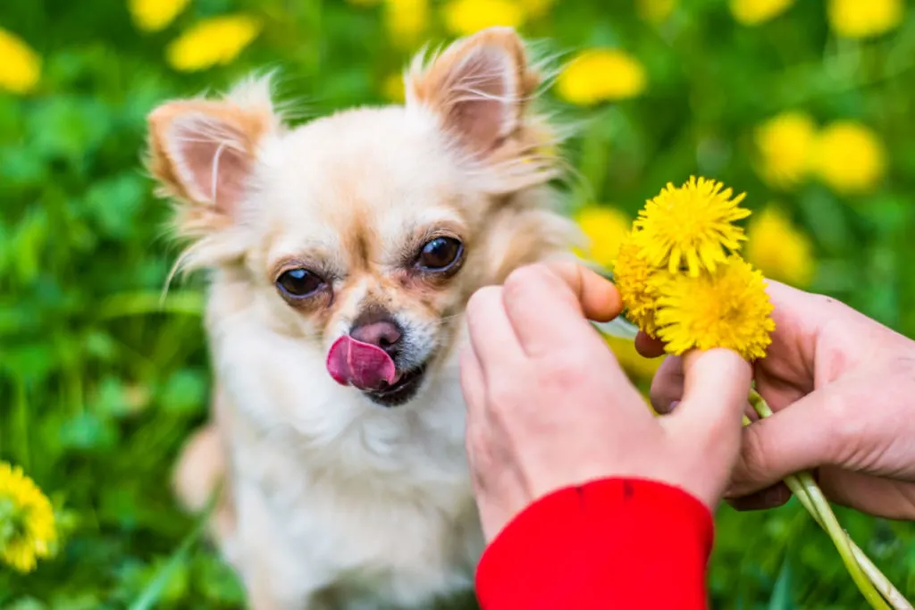 fawn chihuahua in grass with dandelions and a person's hand holding dandelions 