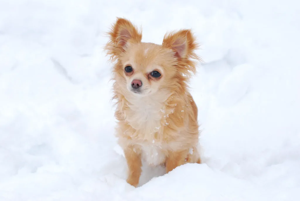 Long haired fawn chihuahua in snow.