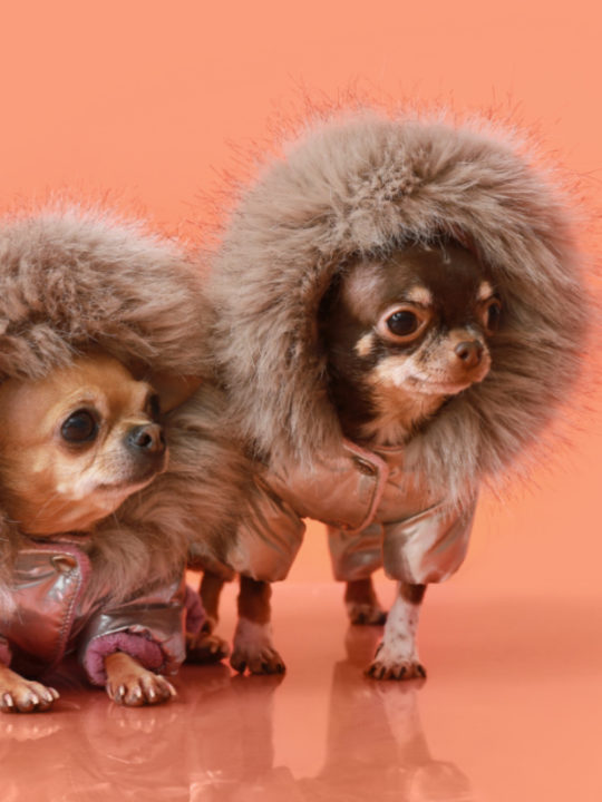 How To Calm Down A Hyperactive Dog I Love My Chi