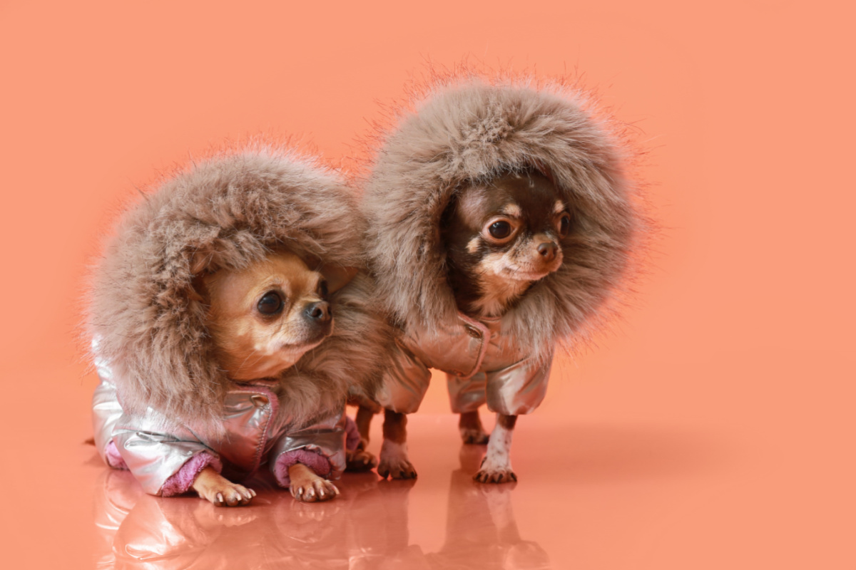 2 chihuahua dogs wearing metallic coats with hoods