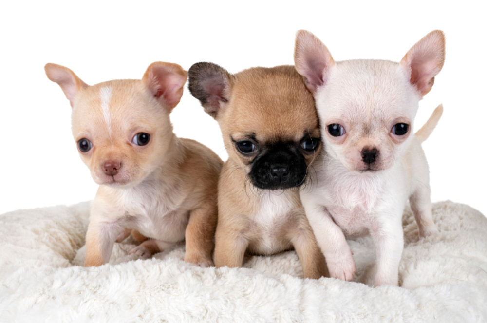 3 little chihuahua puppies on white dog bed 