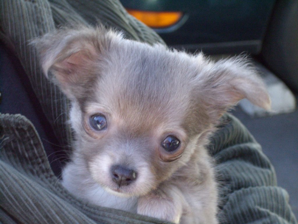 adorable closeup of puppy