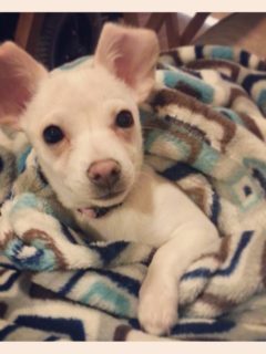 cute fawn chihuahua laying in blanket