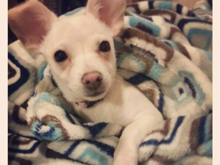 cute fawn chihuahua laying in blanket