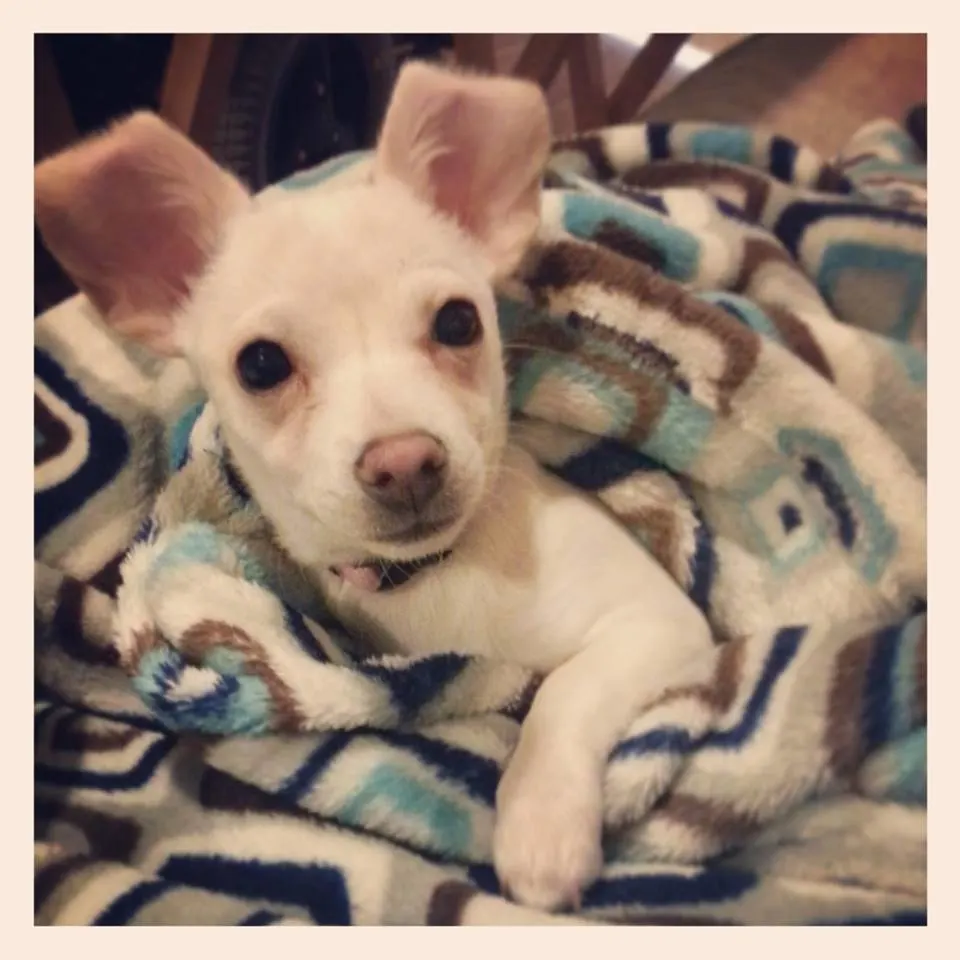 cute fawn chihuahua laying in blanket