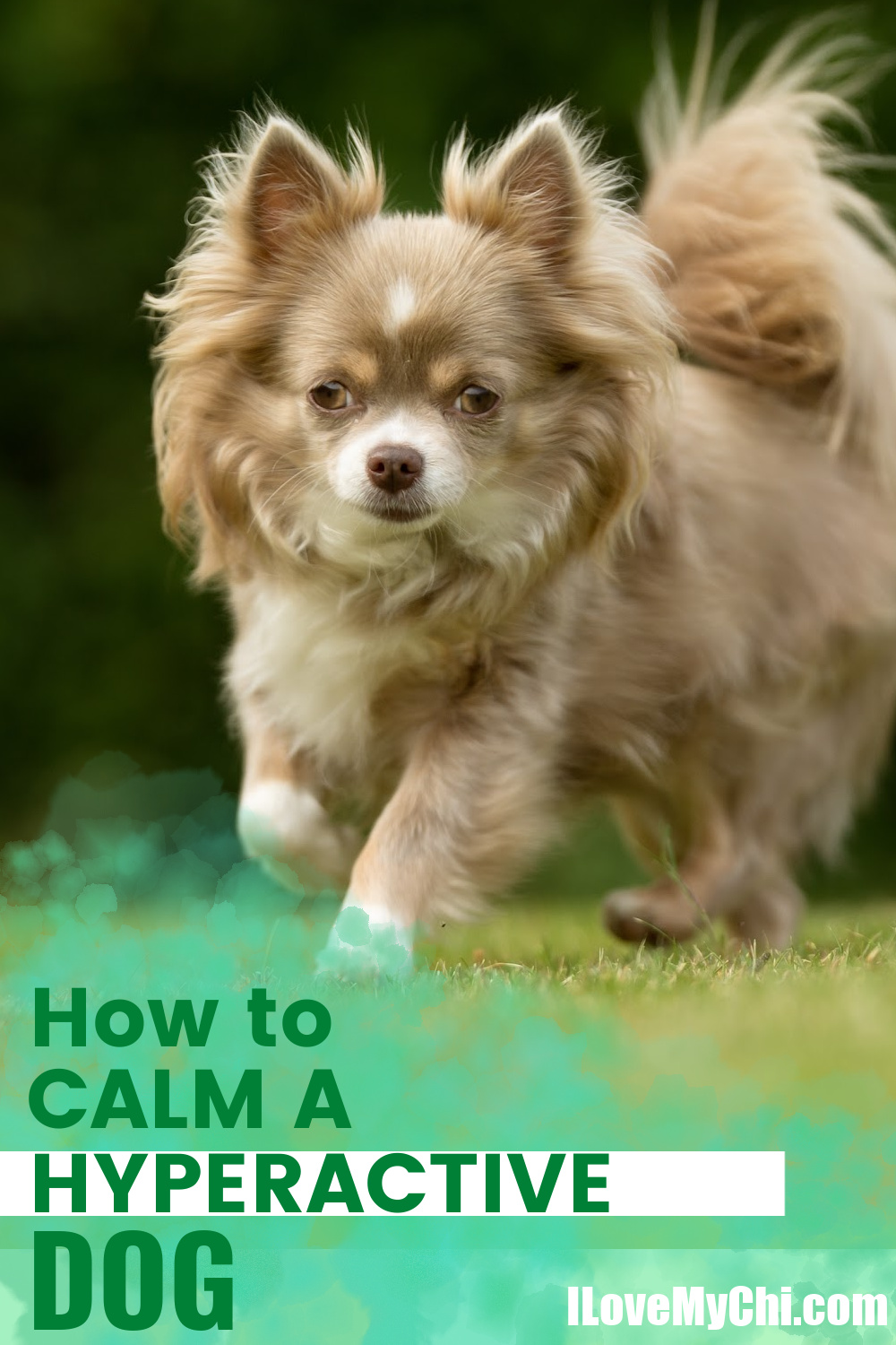 How To Calm Down A Hyperactive Dog I Love My Chi