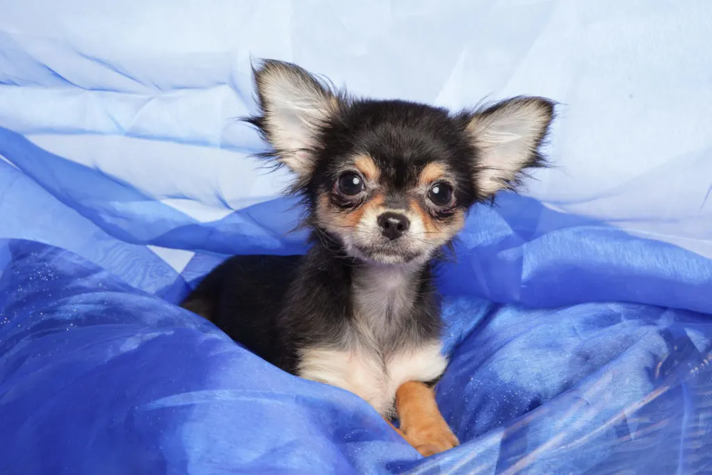 Cute Chihuahua puppy lying in a blue blanket. Close-up portrait