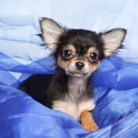 Cute Chihuahua puppy lying in a blue blanket. Close-up portrait.