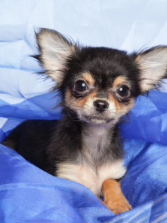 Cute Chihuahua puppy lying in a blue blanket. Close-up portrait