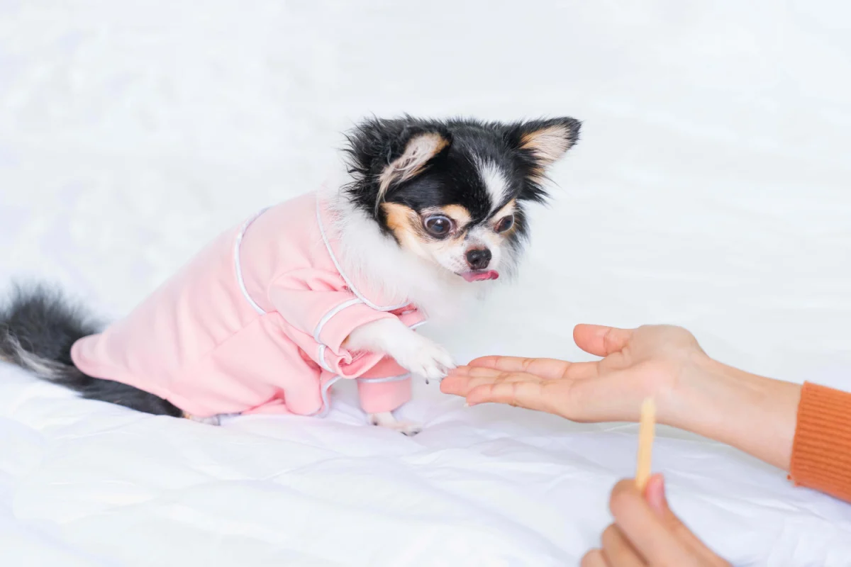 cute black and white chihuahua in pink shirt touching paw to a person's hand 