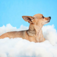 side view of chihuahua dog laying on a cloud