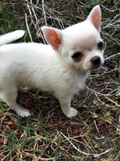 white chihuahua puppy on grass