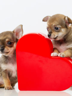 2 chihuahua puppies by red heart box for Valentines day