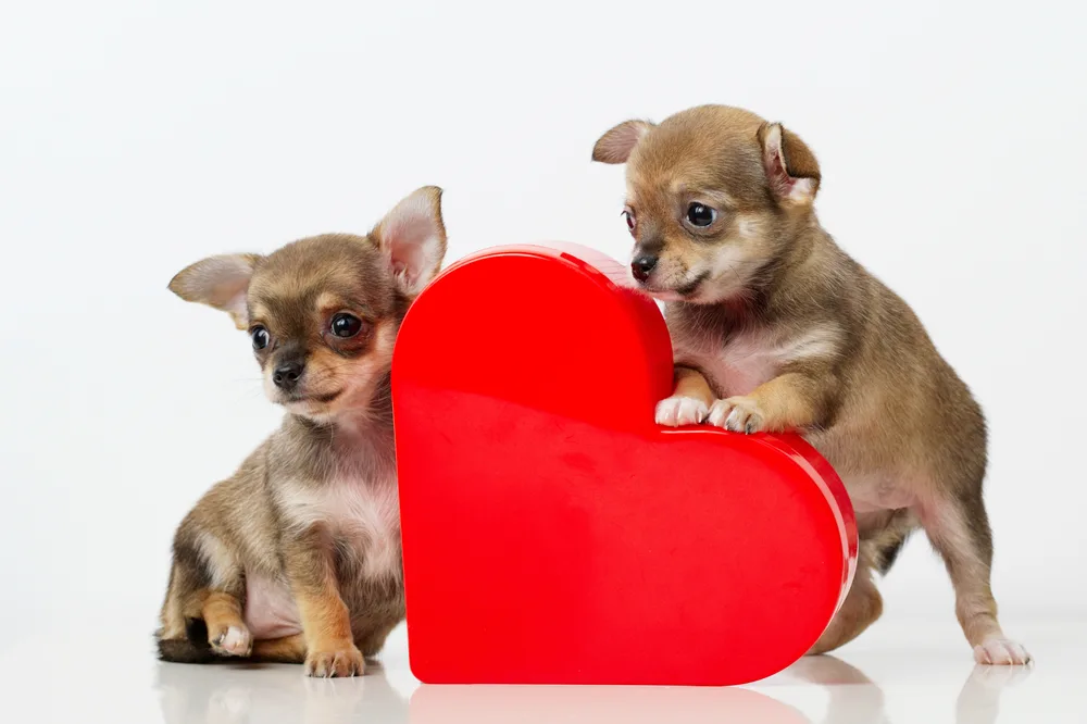 2 chihuahua puppies by red heart box for Valentines day.