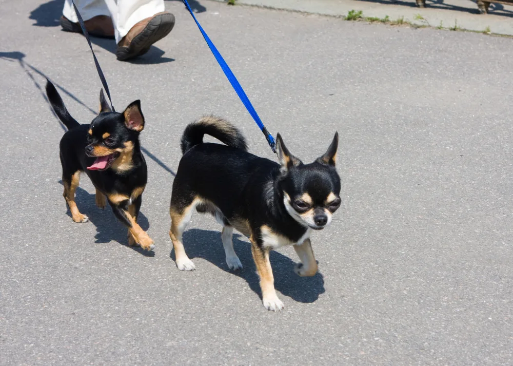 2 chihuahuas being walked on leash