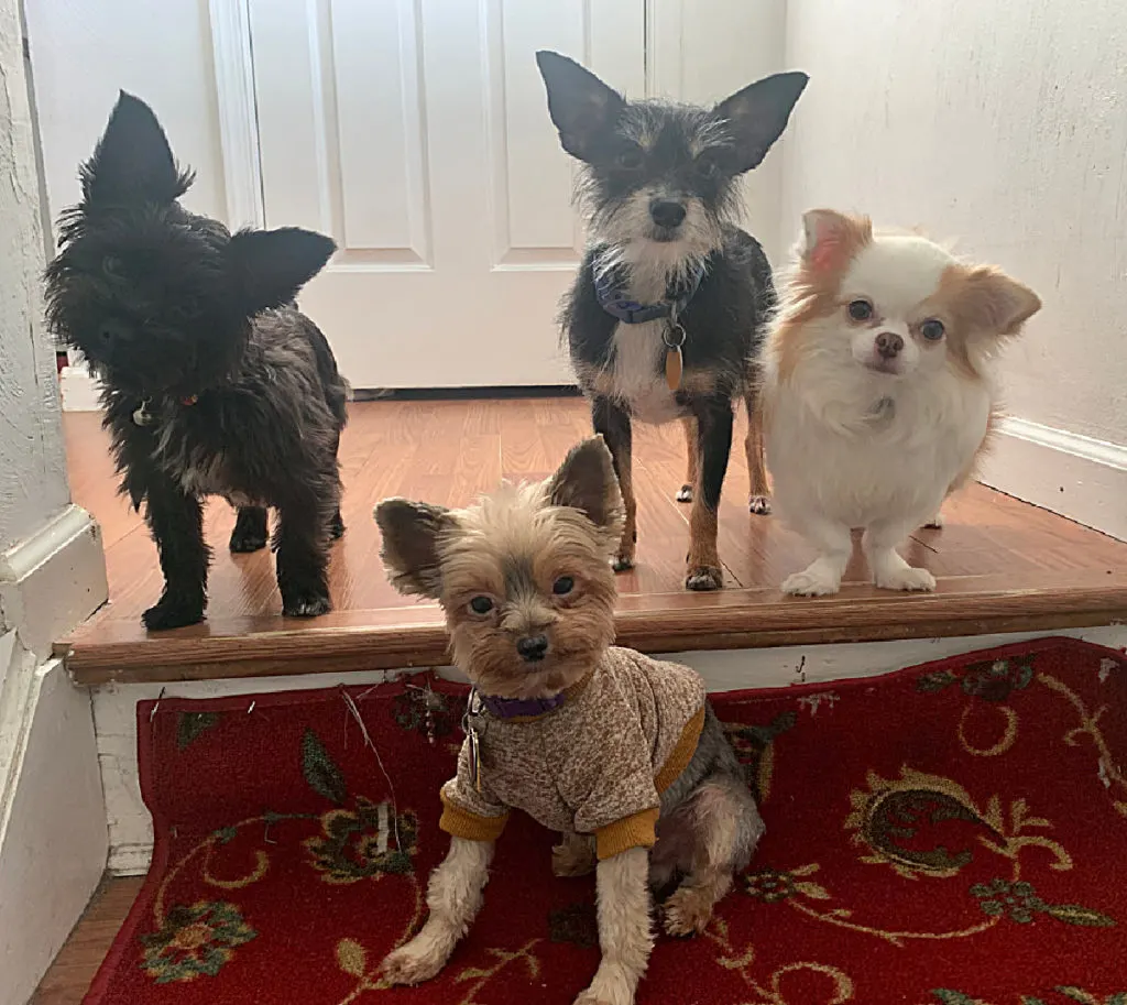 4 small dogs sitting at top of stairs