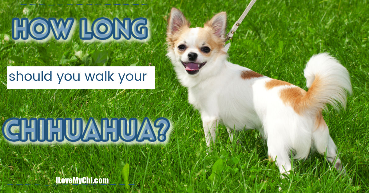 How Long Should You Walk Your Chihuahua? I Love My Chi