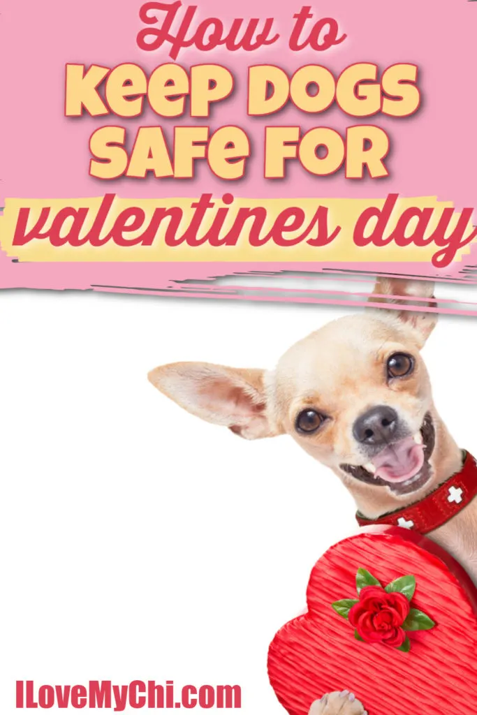 smiling fawn chihuahua holding red heart box of chocolates