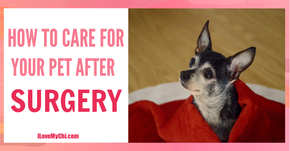 can you feed a dog after surgery