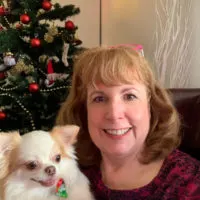 long hair white chihuahua and woman sitting in front of Christmas tree