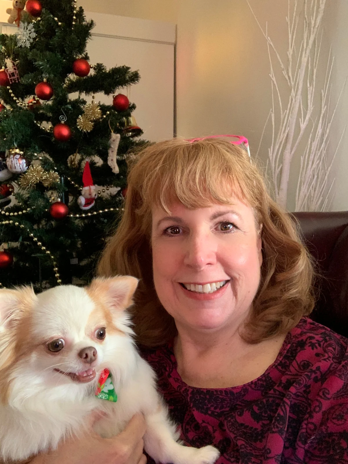 long hair white chihuahua and woman sitting in front of Christmas tree