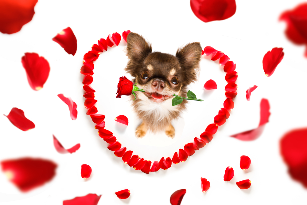 Valentines day chihuahua with red rose in mouth and rose petals around it in shape of heart